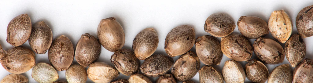 1 592fd383 d32e 402a bf92