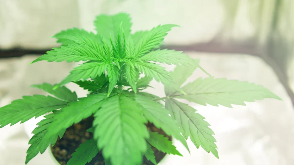 The Vegetative Stage 870x420@2x